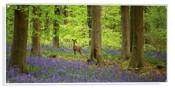 Bluebell woods Deer Acrylic by stuart bennett
