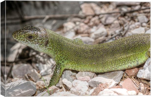 Large Green Lizard Canvas Print by Oliver Porter