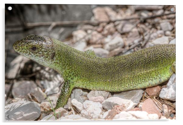 Large Green Lizard Acrylic by Oliver Porter