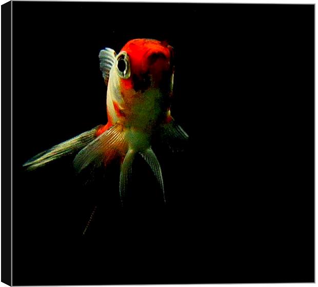 life of fish Canvas Print by dale rys (LP)