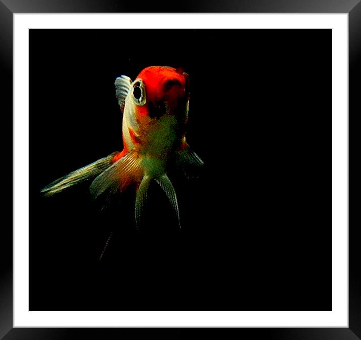 life of fish Framed Mounted Print by dale rys (LP)