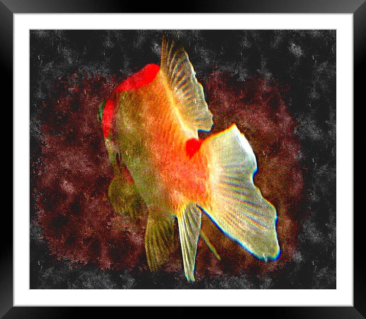 watercolor fish Framed Mounted Print by dale rys (LP)
