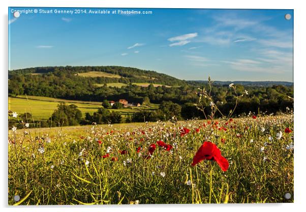 Poppies along the Darenth Valley Acrylic by Stuart Gennery