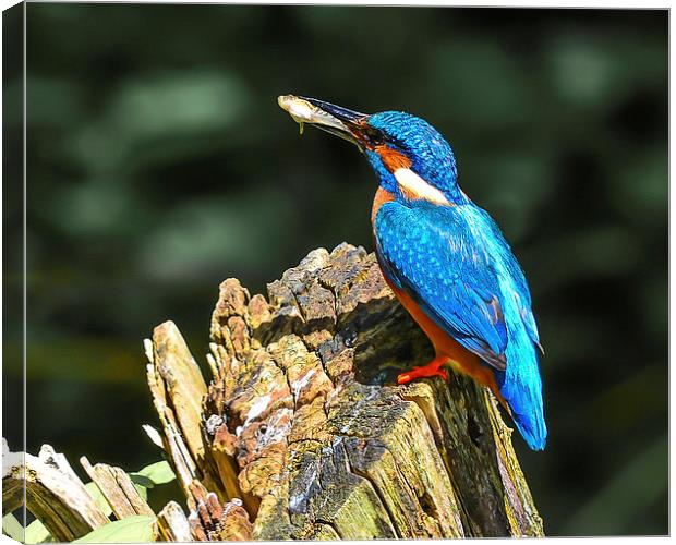 kingfisher Canvas Print by nick wastie
