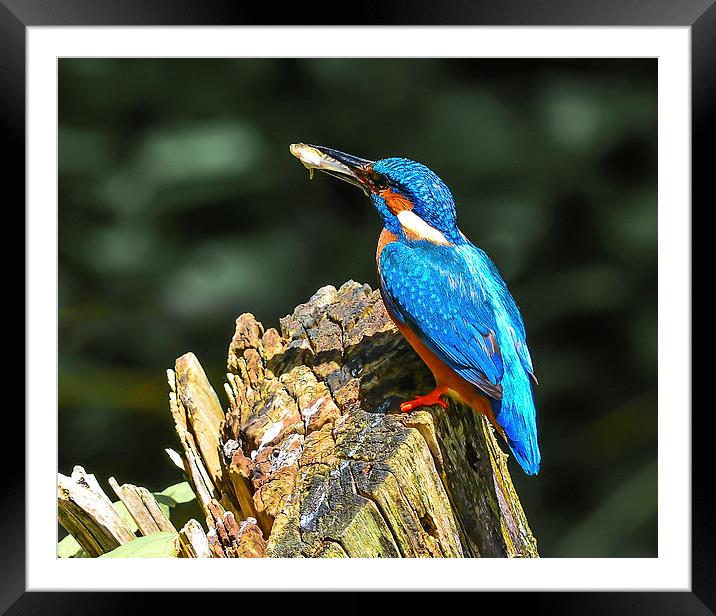 kingfisher Framed Mounted Print by nick wastie