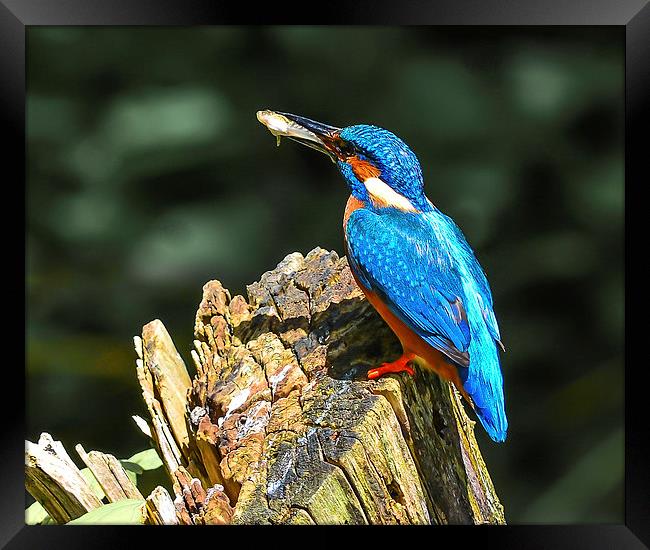 kingfisher Framed Print by nick wastie
