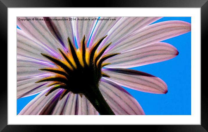 In The Shade Of An African Daisy Framed Mounted Print by rawshutterbug 