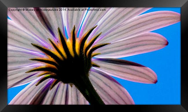 In The Shade Of An African Daisy Framed Print by rawshutterbug 