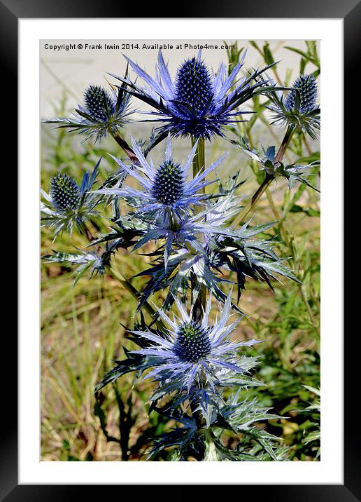 Common Thistle flowering plant Framed Mounted Print by Frank Irwin