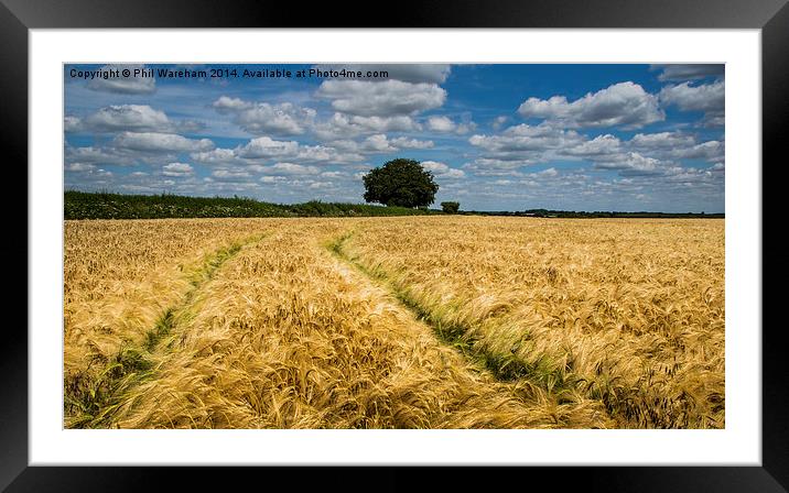Through the cornfield Framed Mounted Print by Phil Wareham