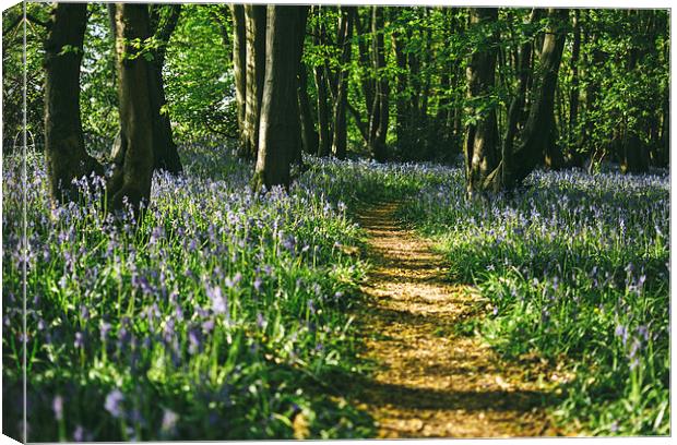 Path through wild Bluebells in ancient woodland. Canvas Print by Liam Grant