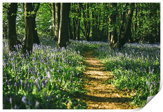 Path through wild Bluebells in ancient woodland. Print by Liam Grant