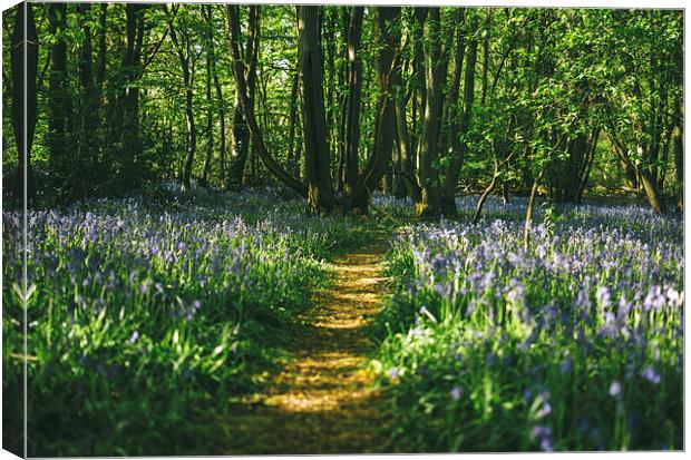Path through wild Bluebells in ancient woodland. Canvas Print by Liam Grant