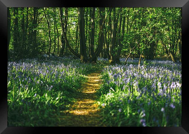 Path through wild Bluebells in ancient woodland. Framed Print by Liam Grant