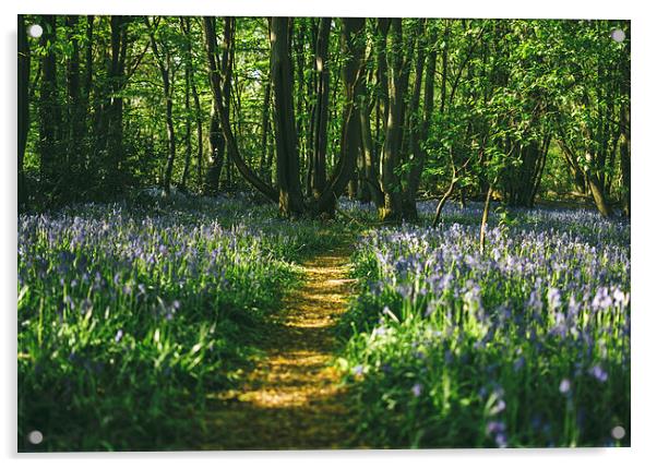 Path through wild Bluebells in ancient woodland. Acrylic by Liam Grant