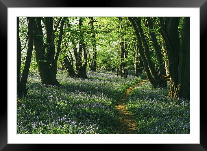 Path through wild Bluebells in ancient woodland. Framed Mounted Print by Liam Grant
