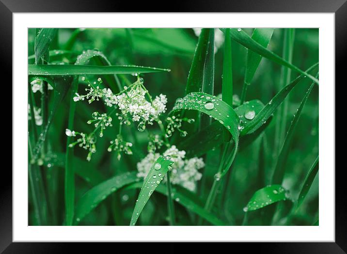 Wild Ground-elder flowers among dew covered grass. Framed Mounted Print by Liam Grant