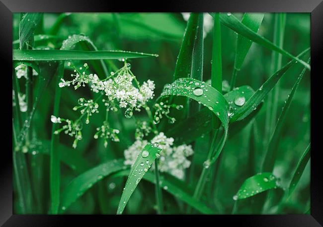 Wild Ground-elder flowers among dew covered grass. Framed Print by Liam Grant