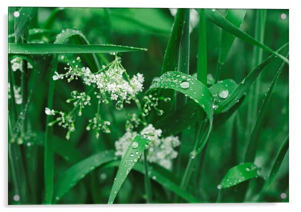 Wild Ground-elder flowers among dew covered grass. Acrylic by Liam Grant