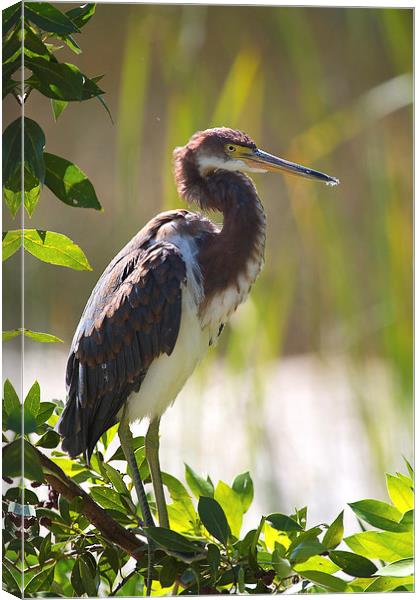 Tricolored Heron in Florida Everglades Canvas Print by James Bennett (MBK W