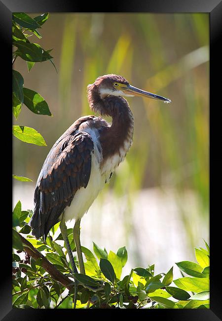 Tricolored Heron in Florida Everglades Framed Print by James Bennett (MBK W