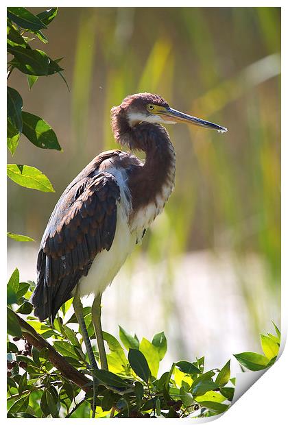 Tricolored Heron in Florida Everglades Print by James Bennett (MBK W
