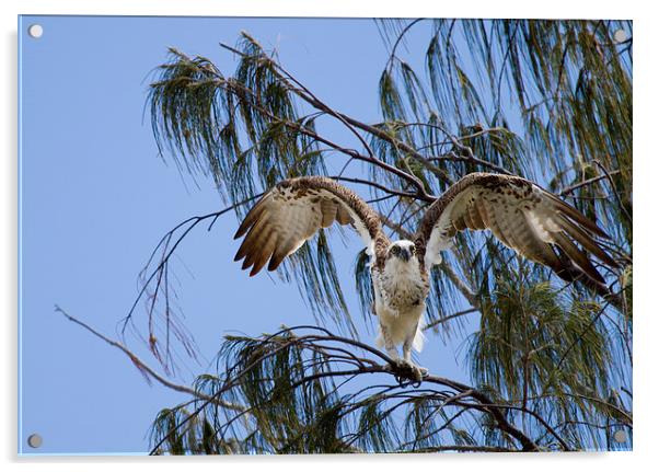 Osprey taking flight Acrylic by James Bennett (MBK W