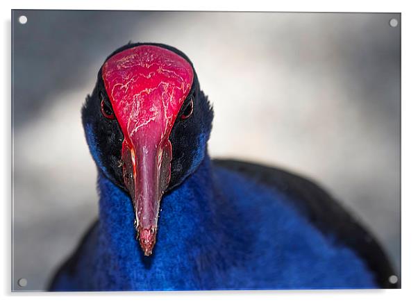 Purple Swamphen portrait Australia Acrylic by James Bennett (MBK W