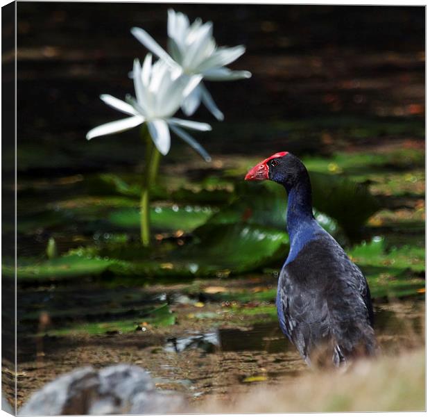 Purple Swamphen and water lilies Canvas Print by James Bennett (MBK W