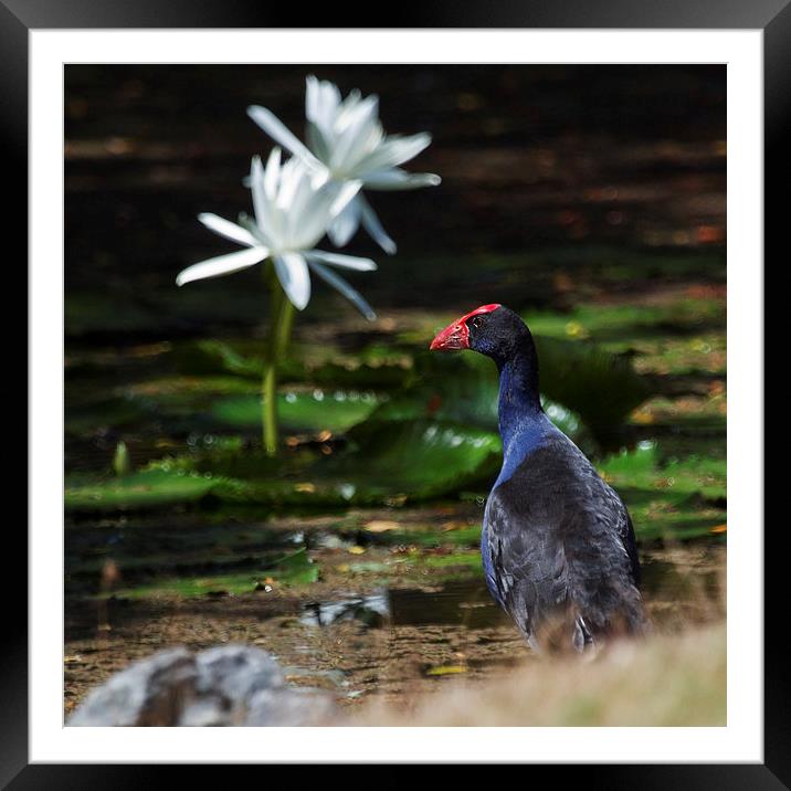 Purple Swamphen and water lilies Framed Mounted Print by James Bennett (MBK W