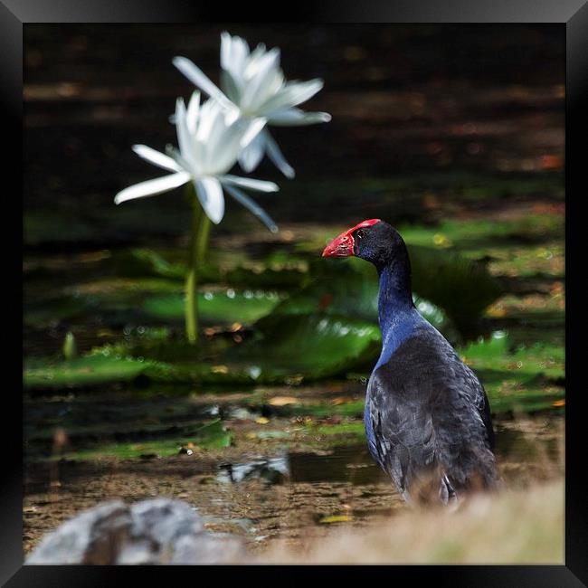 Purple Swamphen and water lilies Framed Print by James Bennett (MBK W