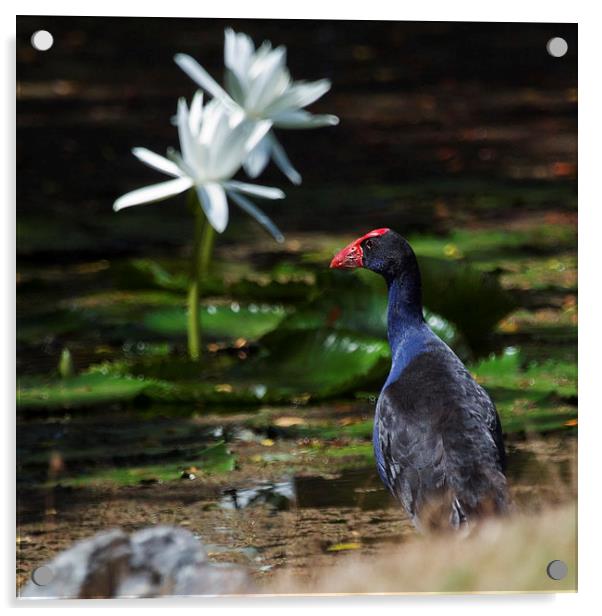 Purple Swamphen and water lilies Acrylic by James Bennett (MBK W