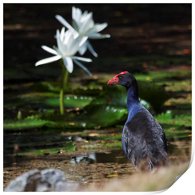 Purple Swamphen and water lilies Print by James Bennett (MBK W