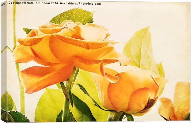 Orange Roses Canvas Print by Natalie Kinnear