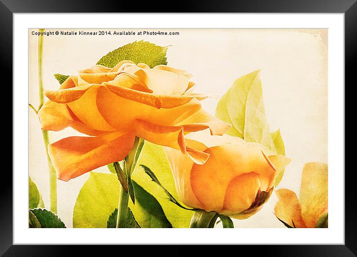 Orange Roses Framed Mounted Print by Natalie Kinnear