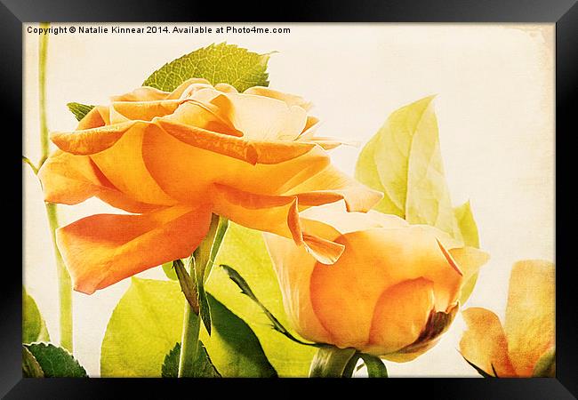 Orange Roses Framed Print by Natalie Kinnear