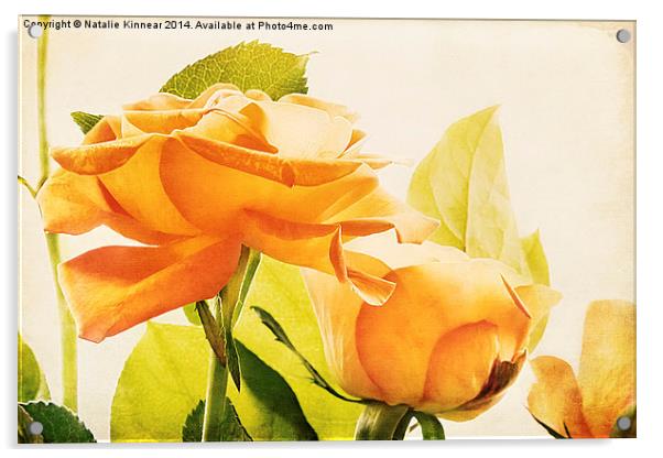 Orange Roses Acrylic by Natalie Kinnear
