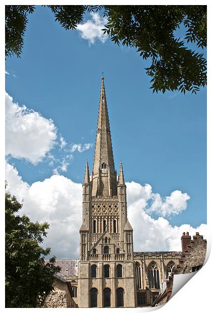 Norwich Cathedral Print by Sally Lloyd