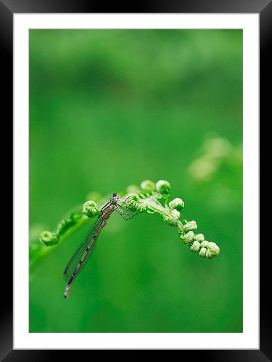 Female Common Blue Damselfly. Framed Mounted Print by Liam Grant