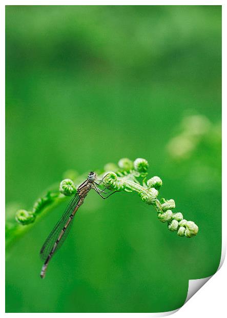 Female Common Blue Damselfly. Print by Liam Grant