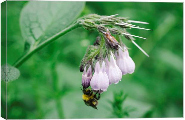 Bumble bee collecting nectar from a Common Comfrey Canvas Print by Liam Grant