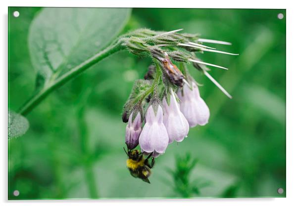 Bumble bee collecting nectar from a Common Comfrey Acrylic by Liam Grant