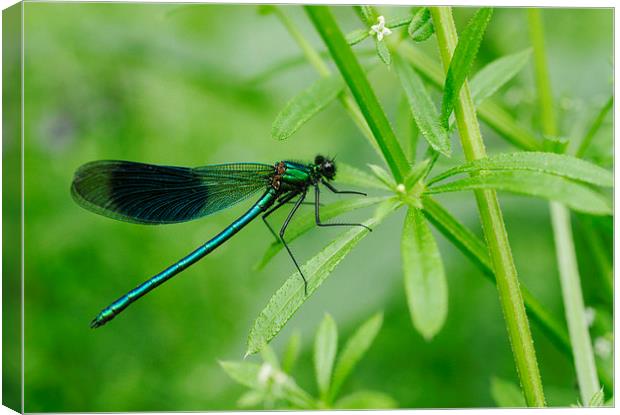 Banded Demoiselle dragonfly (Calopteryx splendens) Canvas Print by Liam Grant