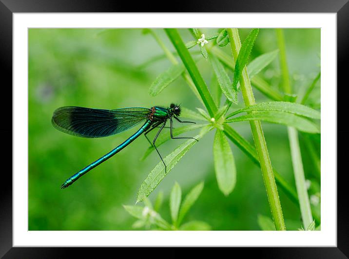 Banded Demoiselle dragonfly (Calopteryx splendens) Framed Mounted Print by Liam Grant