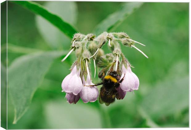 Bumble bee collecting nectar from a Common Comfrey Canvas Print by Liam Grant