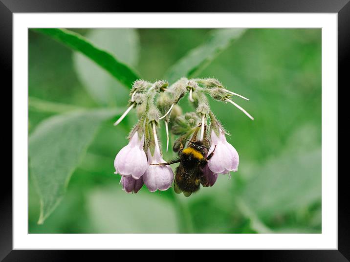 Bumble bee collecting nectar from a Common Comfrey Framed Mounted Print by Liam Grant