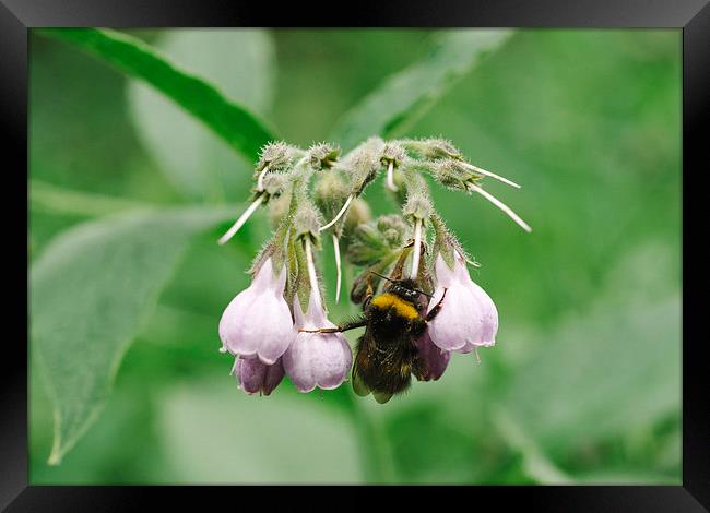 Bumble bee collecting nectar from a Common Comfrey Framed Print by Liam Grant