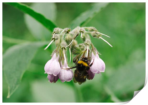Bumble bee collecting nectar from a Common Comfrey Print by Liam Grant
