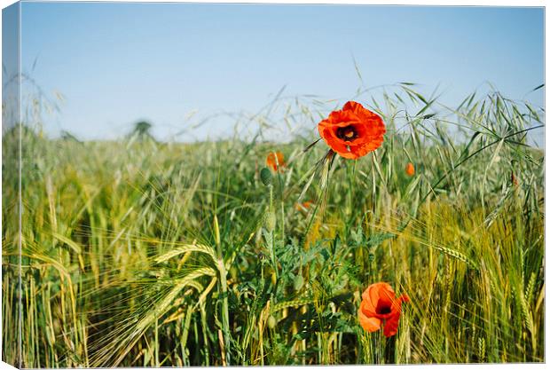 Poppies and Barley. Canvas Print by Liam Grant