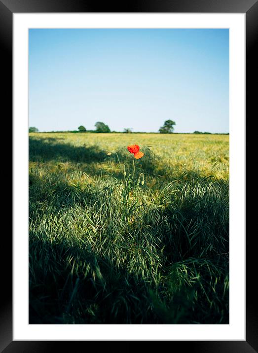 Lone Poppy in a field of Barley. Framed Mounted Print by Liam Grant